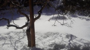 雪に埋もれた庭